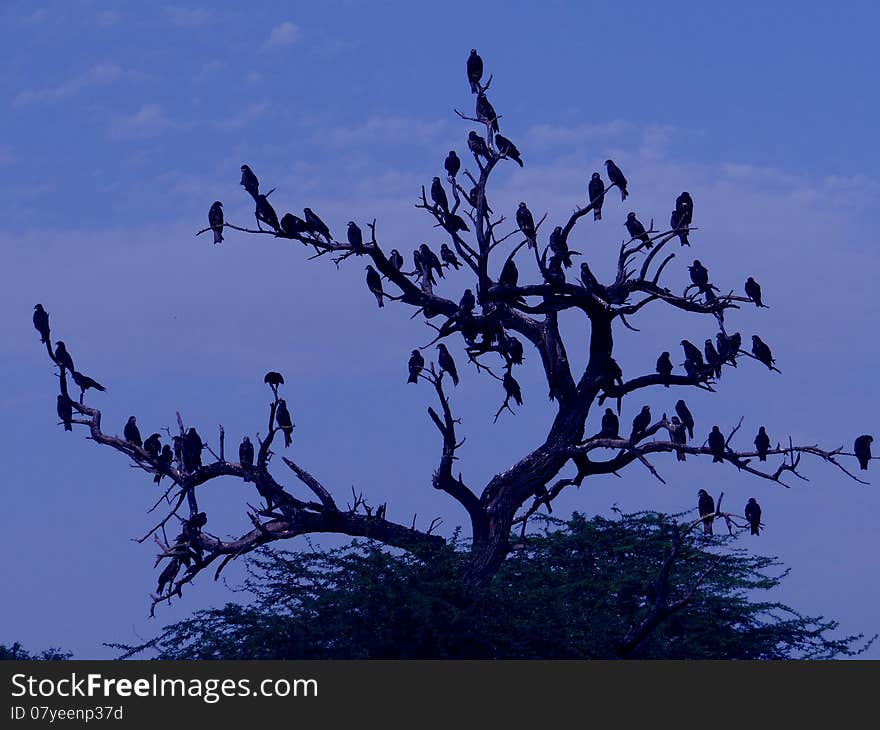 A flock of birds sitting on a tree. A flock of birds sitting on a tree