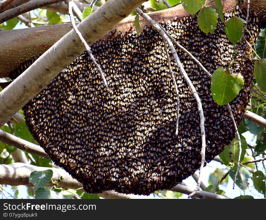 A Honey Bee hive on a tree branch