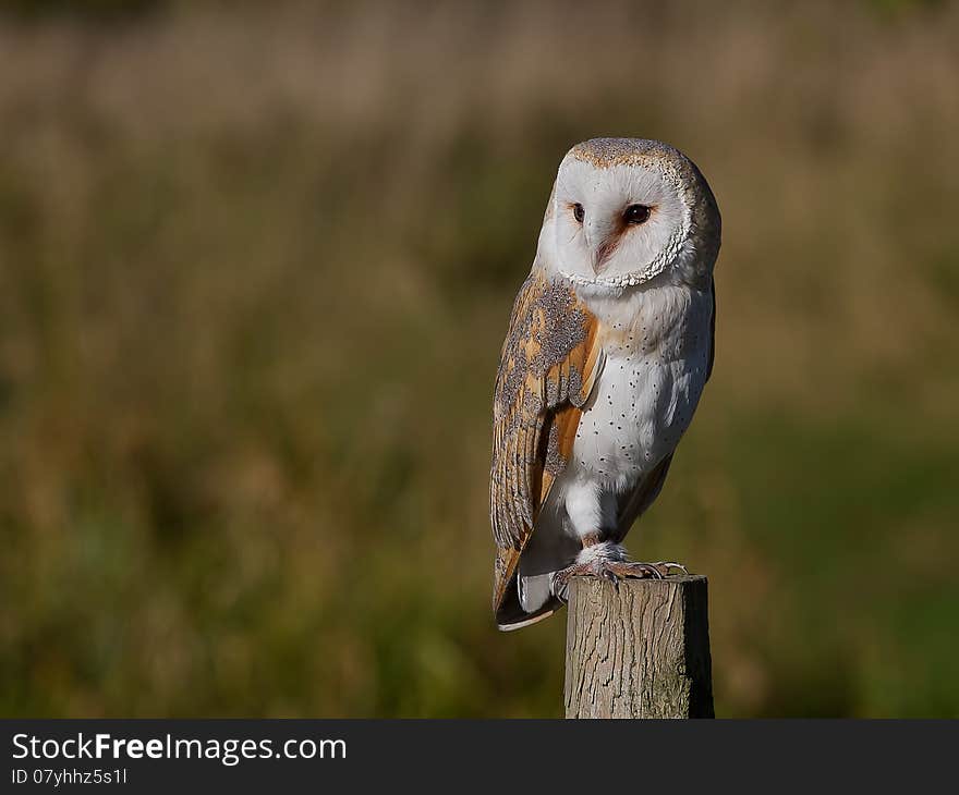 Barn Owl (Tyto alba) taken on a fence post in the outdoors