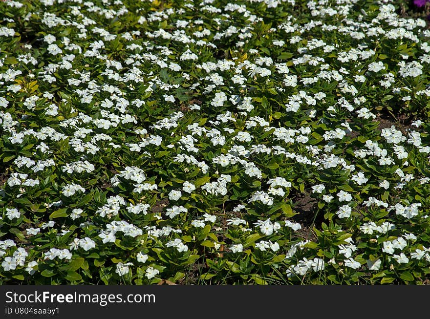 White flowers field