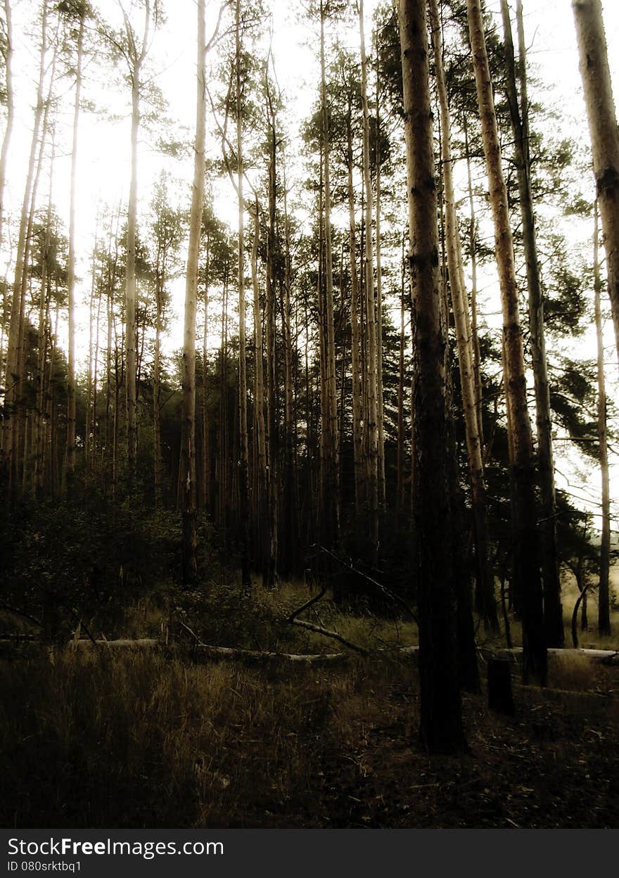 Retro stylized photo of pine woods, sepia toned background. Retro stylized photo of pine woods, sepia toned background.