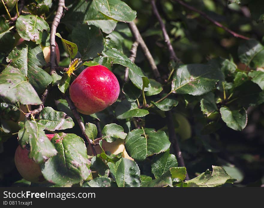 Bright red apple on a branch on sunny autumn day