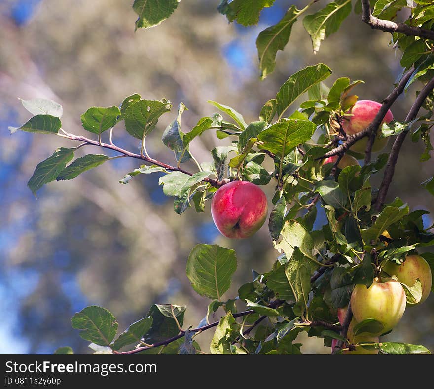 Bright red apples on a branch on sunny autumn day