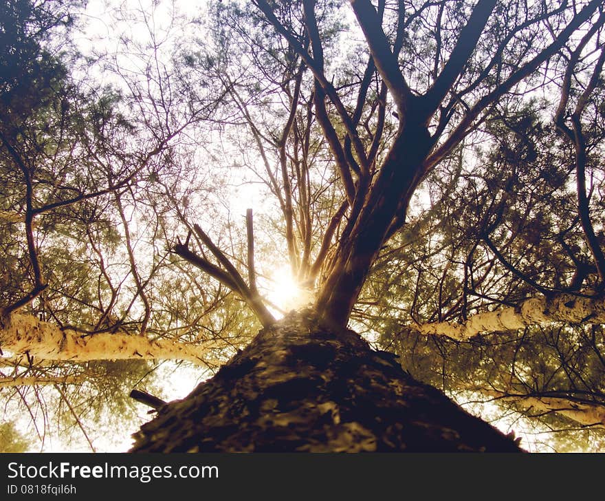 Tall pine tree in the forest, bottom view. Tall pine tree in the forest, bottom view.