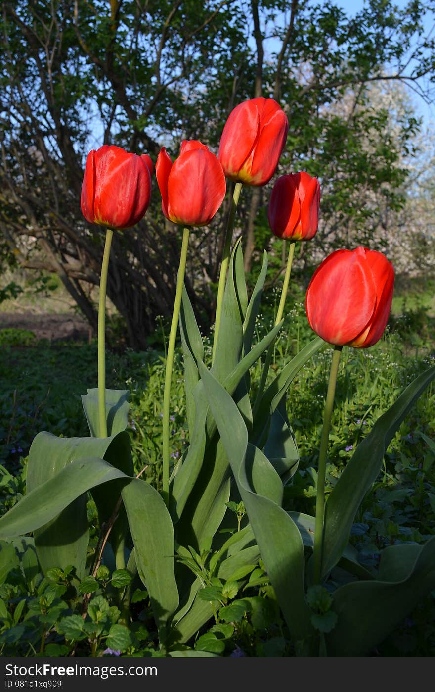 Red tulips in bloom in early spring