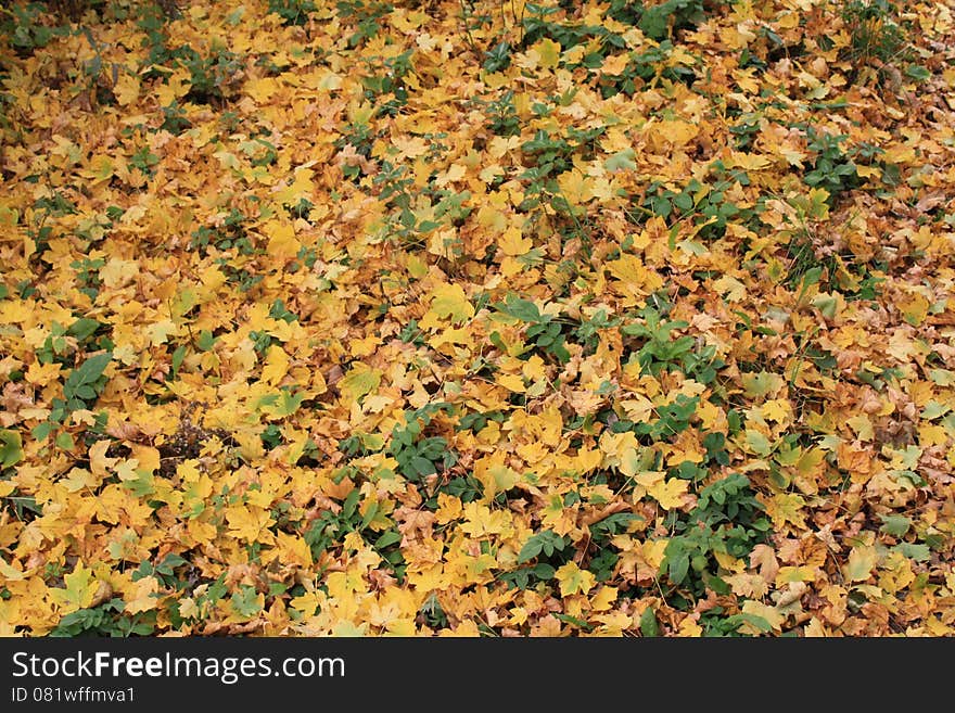 Yellow fallen autumn maple leaves. Yellow fallen autumn maple leaves