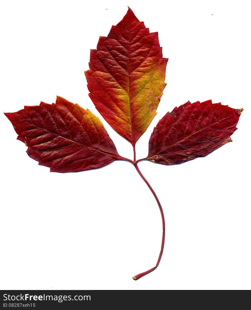 Red autumn virginia creeper leaves on white background.