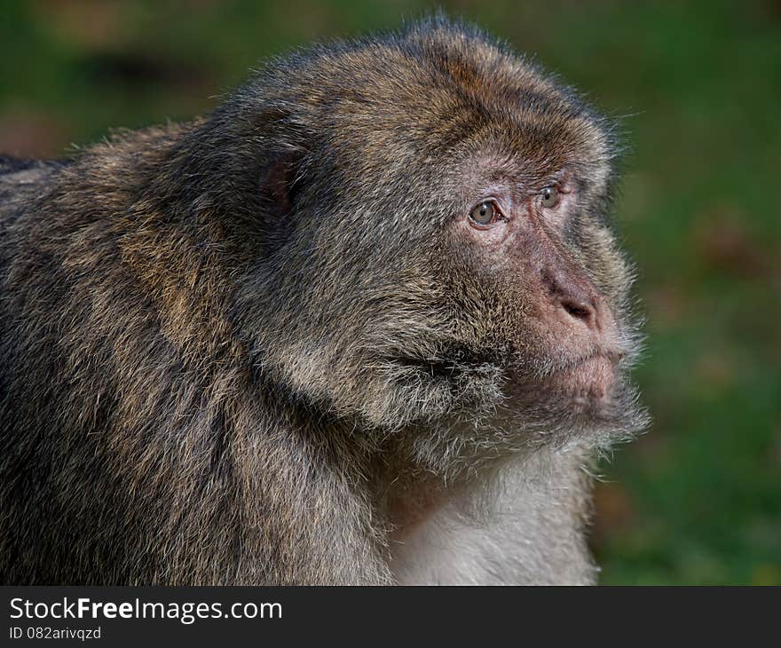 The Barbary macaque is traditionally called an ape. This detailed close photograph of the head shows fur, eye and face.