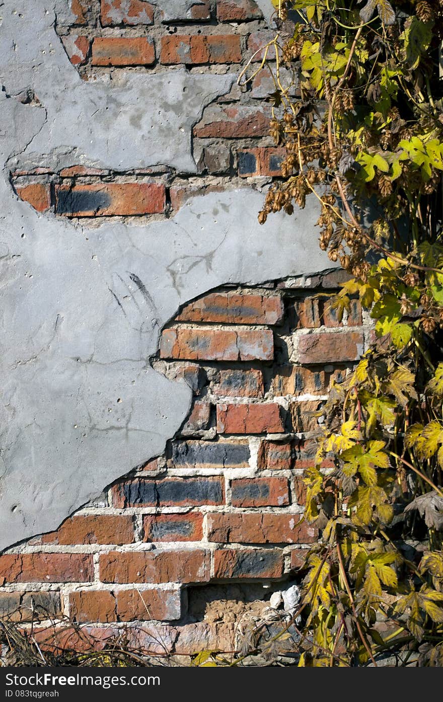 Grunge ivy brickwall in the old town