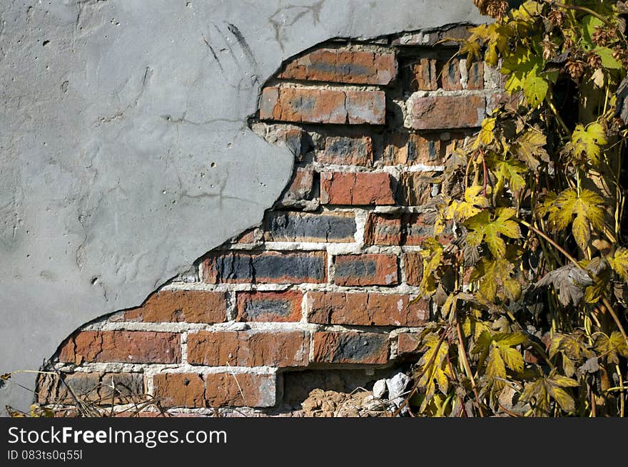 Grunge ivy brickwall in the old town