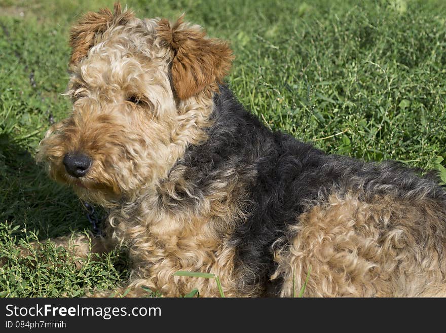 Dog - Welsh terrier