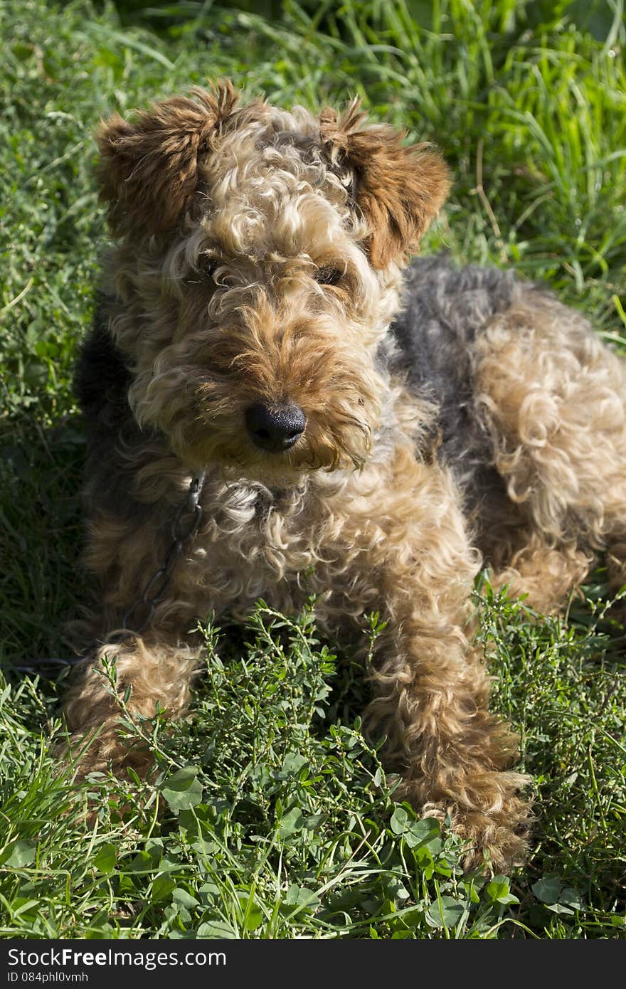 Beautiful and smart welsh terrier dog called Lola. Beautiful and smart welsh terrier dog called Lola