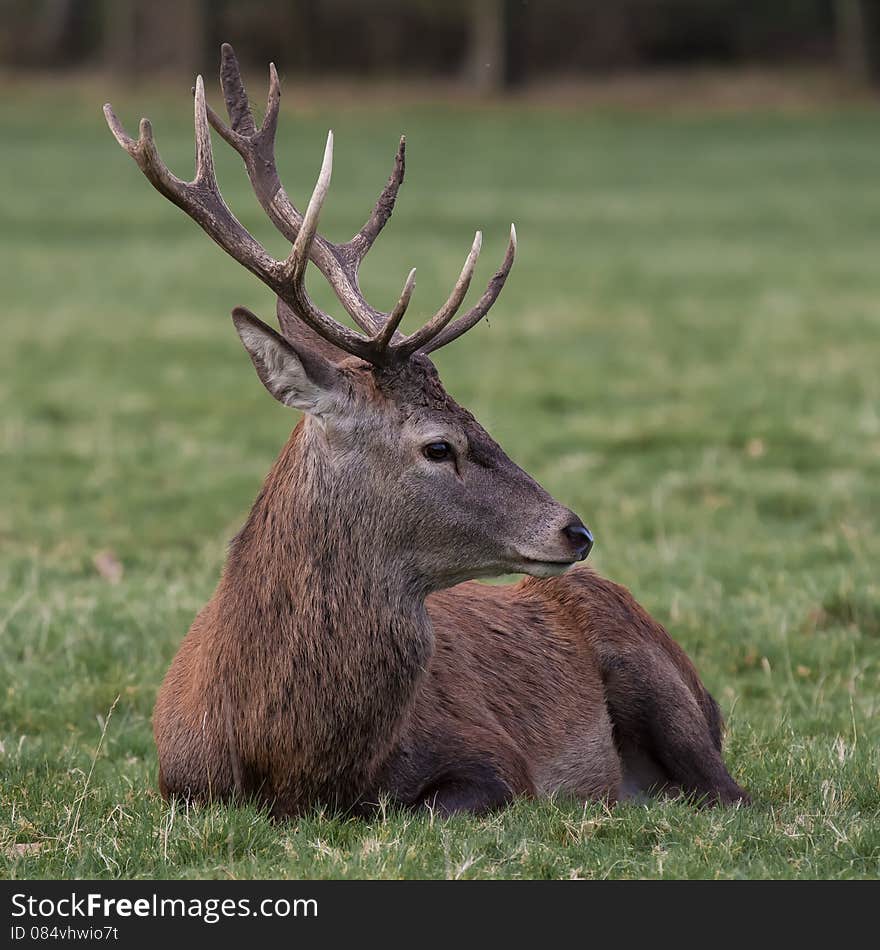 Royal red deer stag relaxing in square format. Close up of head, detailed antlers 12 point