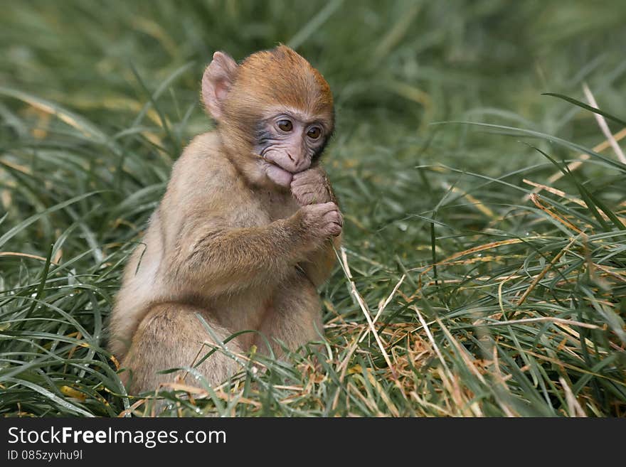 The Barbary macaque, Barbary ape, or magot is a species of macaque. This detailed photograph shows a six week old baby chewing on grass. The Barbary macaque, Barbary ape, or magot is a species of macaque. This detailed photograph shows a six week old baby chewing on grass