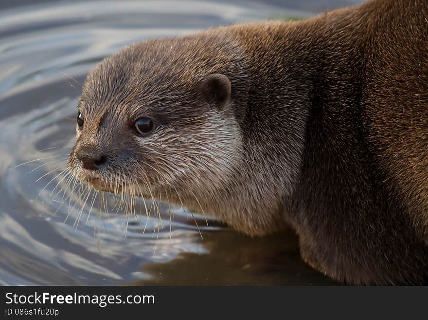 Asian Short Clawed Otter