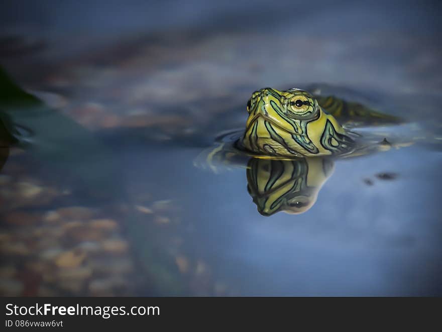 Terrapin is a term used in English for several smaller species of turtle living in fresh or brackish water. A detailoed photograph showing the head out of the water and perfect reflection