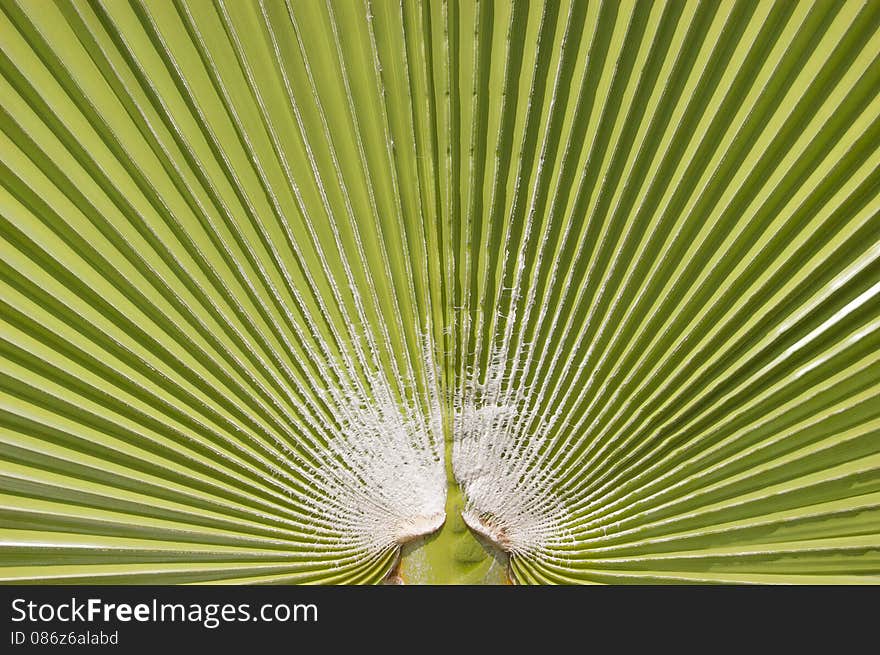 Palm leaf background  of Washingtonia filifera. Palm leaf background  of Washingtonia filifera