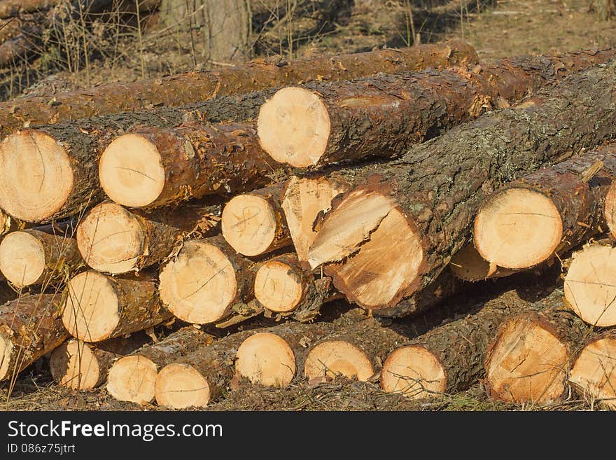 Cut birch trunk; felled tree