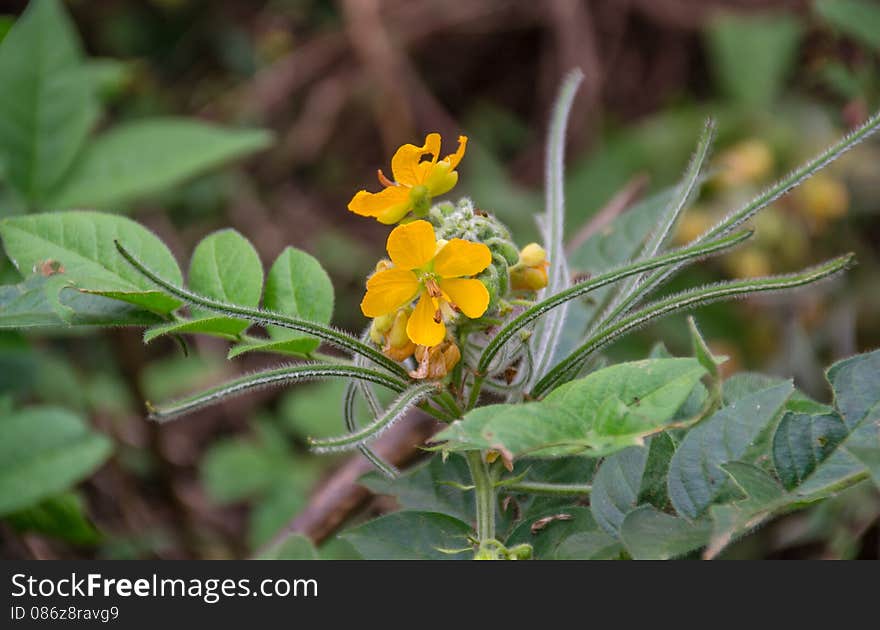 One flowering in thai forest