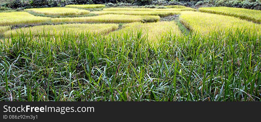 Rice Field