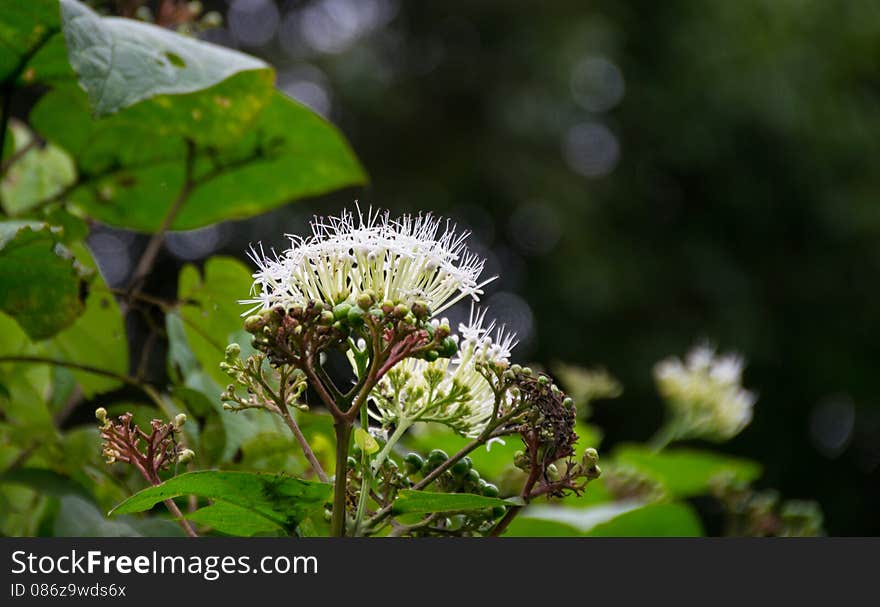 One with white flower