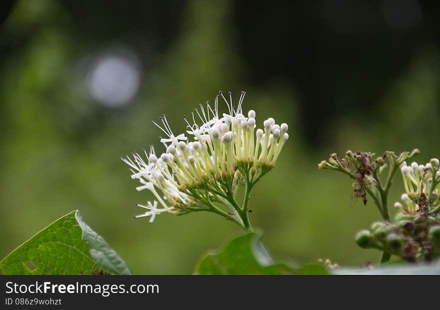 One with white flower