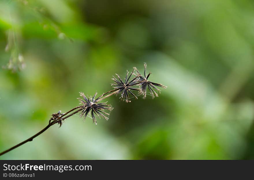 Black grass flower