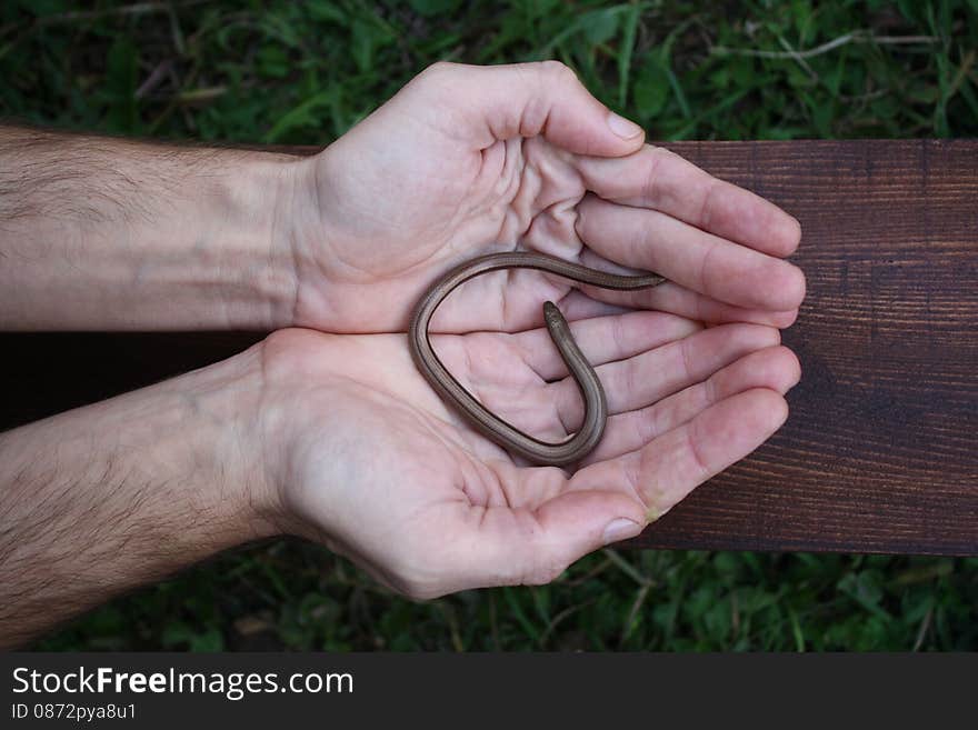 Not a poisonous snake on your palm. Not a poisonous snake on your palm