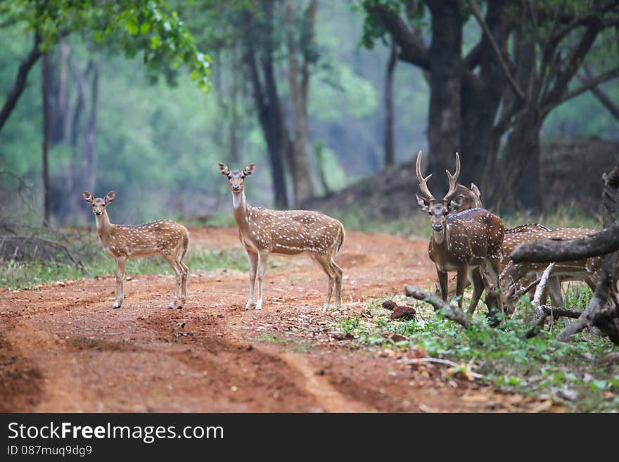 Spotted deer pair standing in a forestnCanon 350mm f6 ISO 400 1/1250. Spotted deer pair standing in a forestnCanon 350mm f6 ISO 400 1/1250