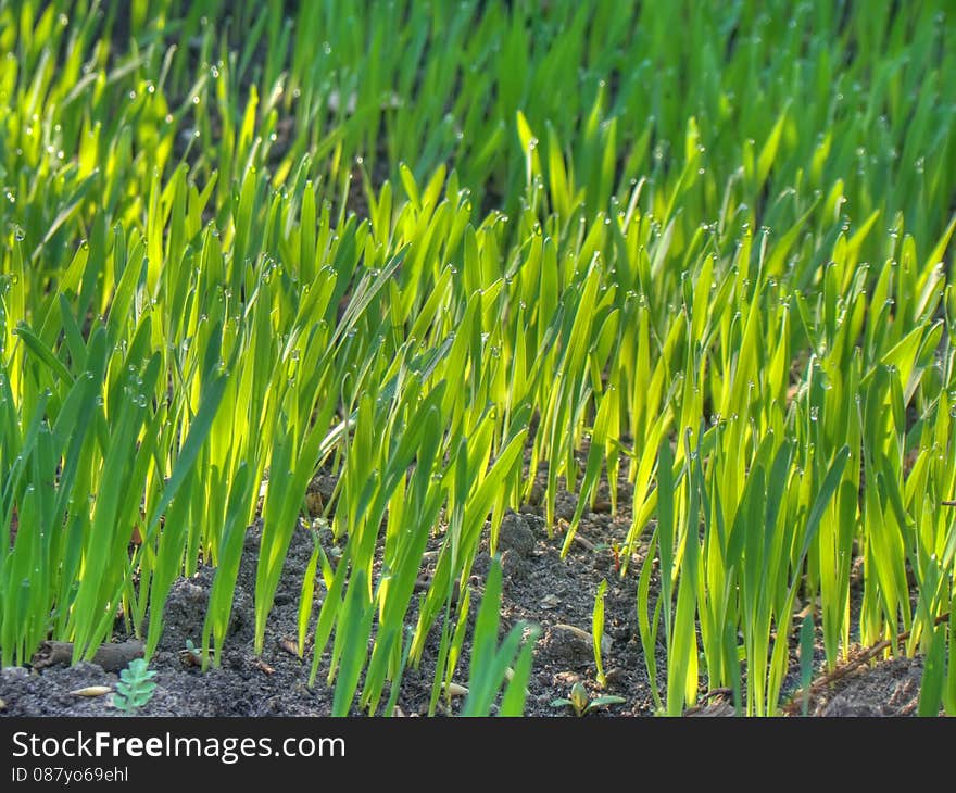 Background of dew drops on bright green grass in the morning. Background of dew drops on bright green grass in the morning.