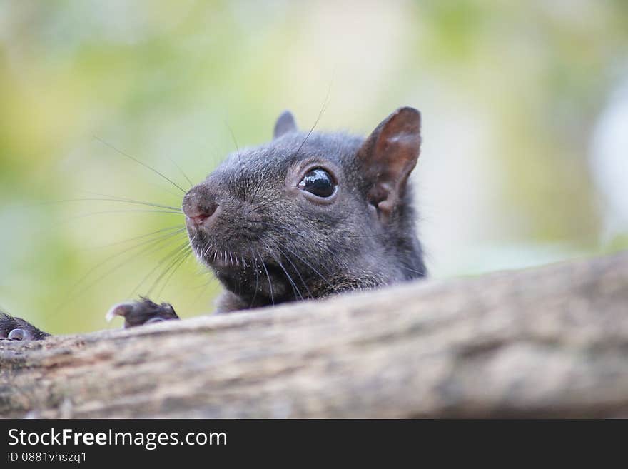 Peaking Squirrel.