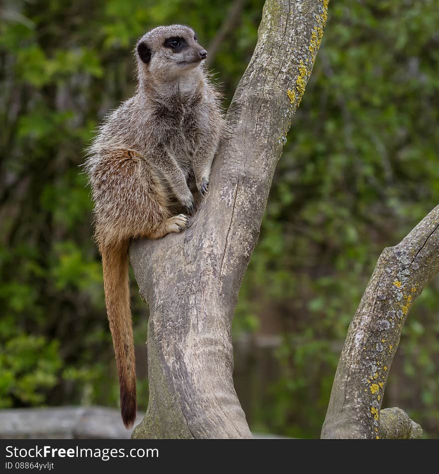 A photograph of a meerkat on look out in a tree