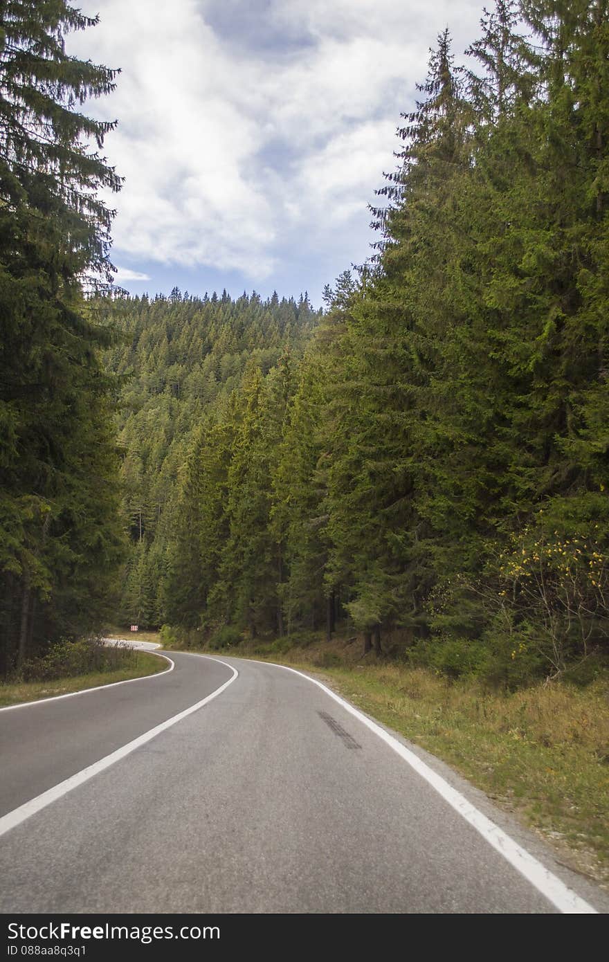 Pine tree dense forest road