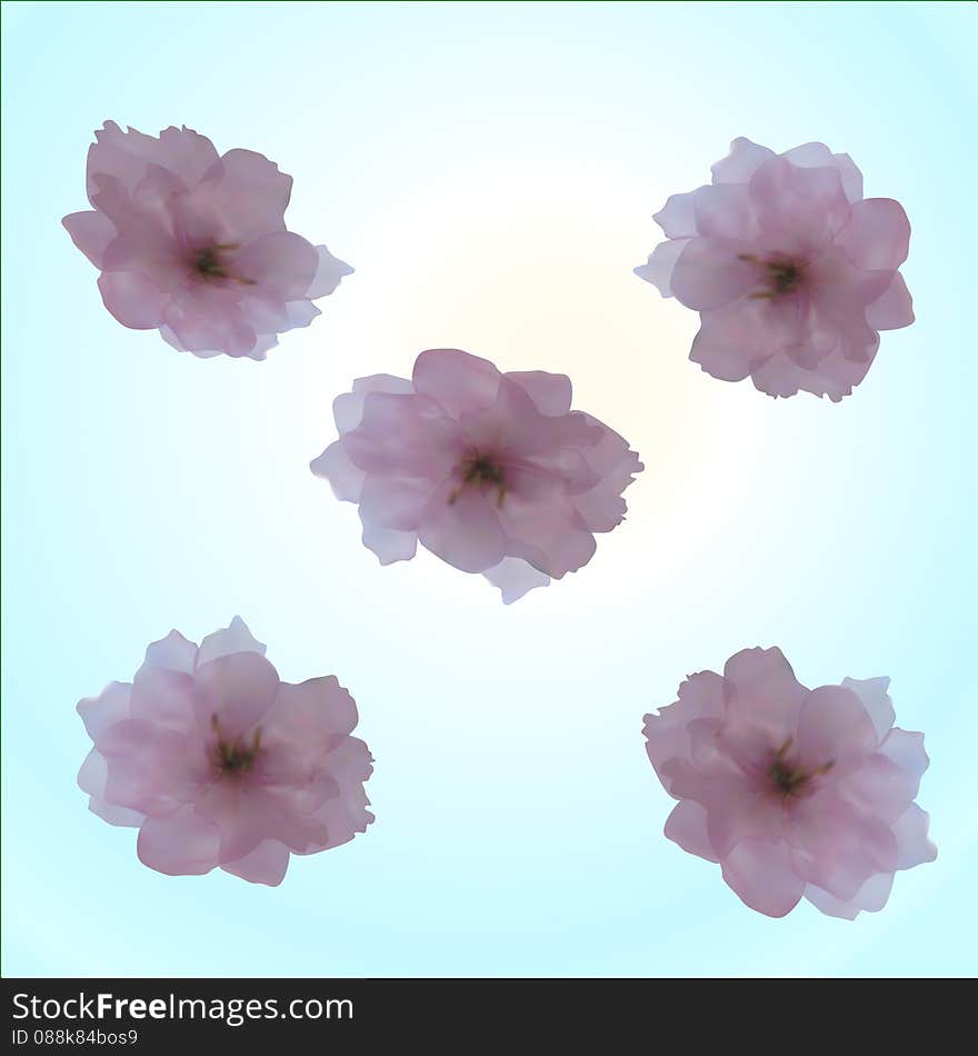 Cherry flowers on blue sky background