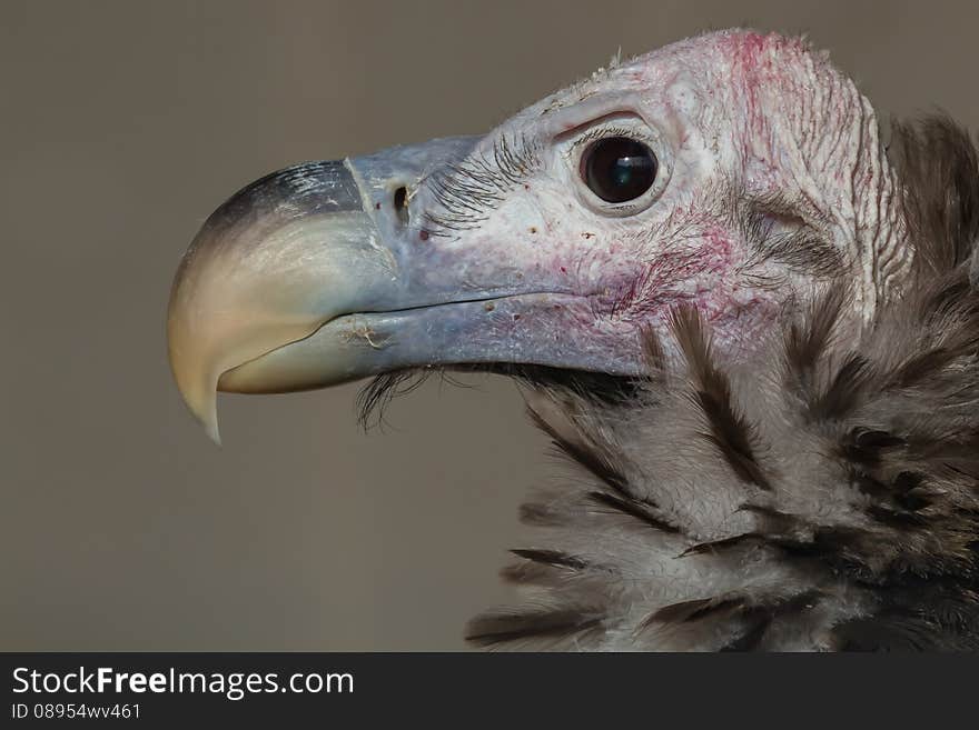 The Lappet-faced Vulture or Nubian Vulture (Torgos tracheliotos) is a mostly African Old World vulture belonging to the bird order Accipitriformes