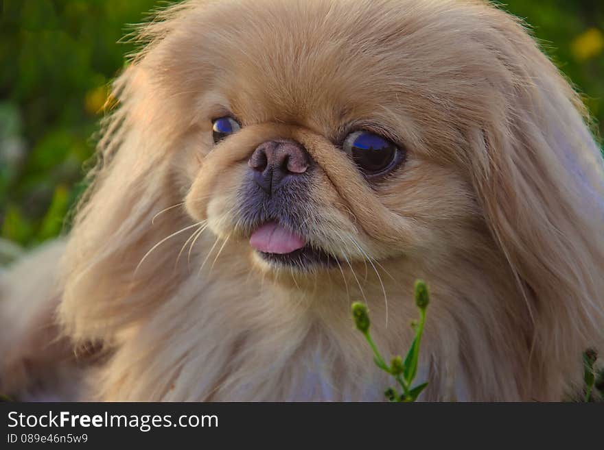 Pekingese dog in profile in nature. Pekingese dog in profile in nature