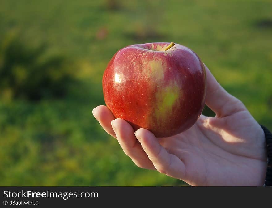 Female hand holding an apple