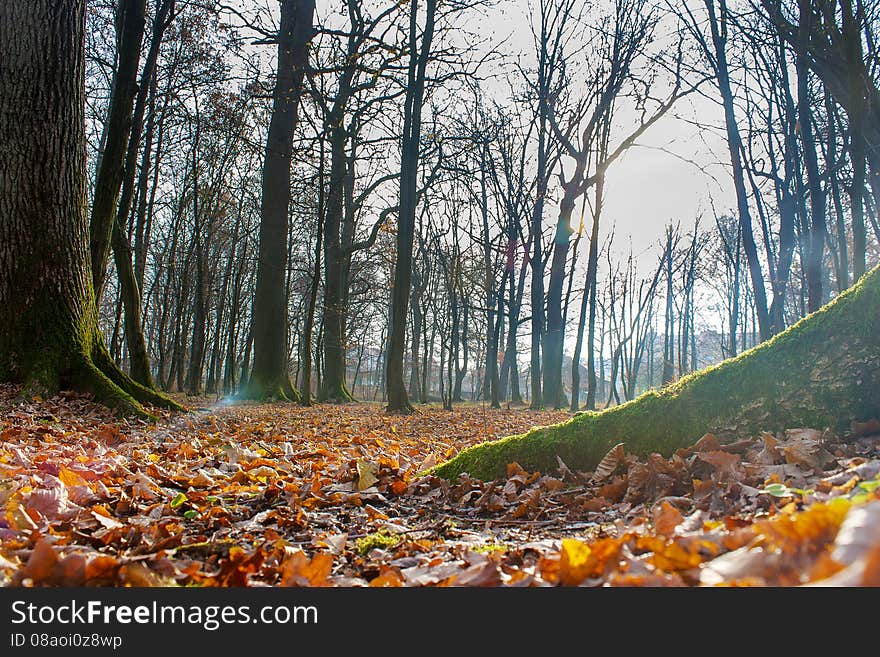 Tree covered with green moss in autumn forest on sunny day. Tree covered with green moss in autumn forest on sunny day