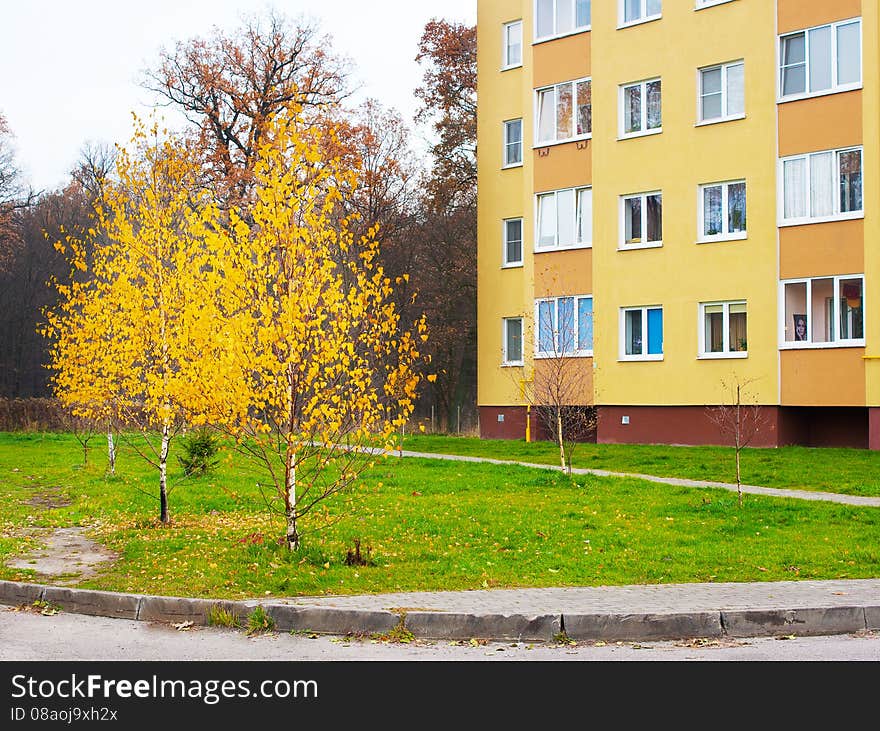 Two yellow birch near a residential building in late autumn