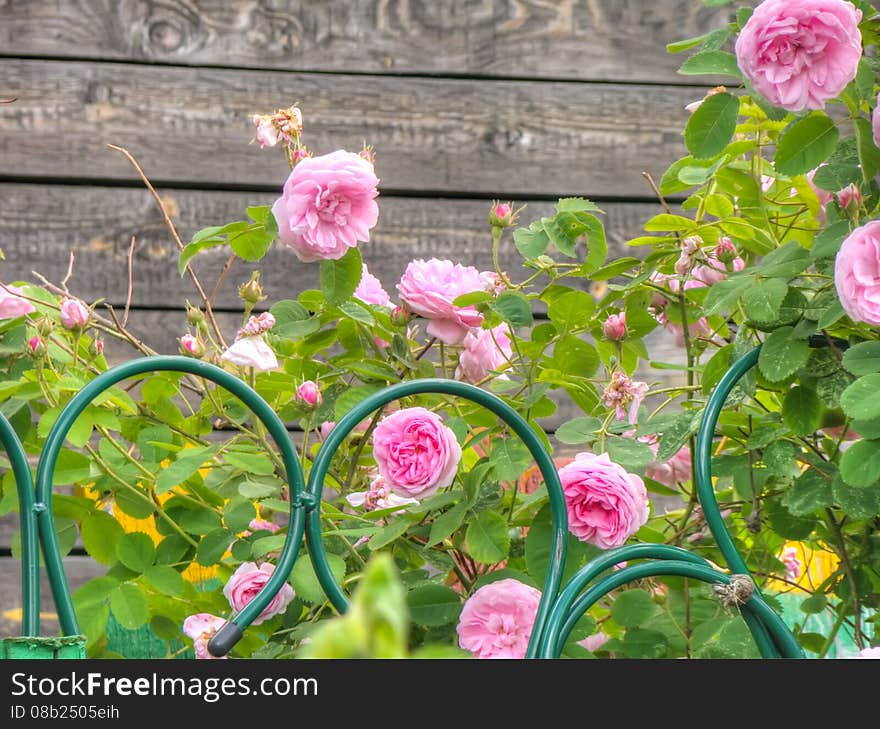 Bright pink roses with fresh green leaves in the garden. Bright pink roses with fresh green leaves in the garden.