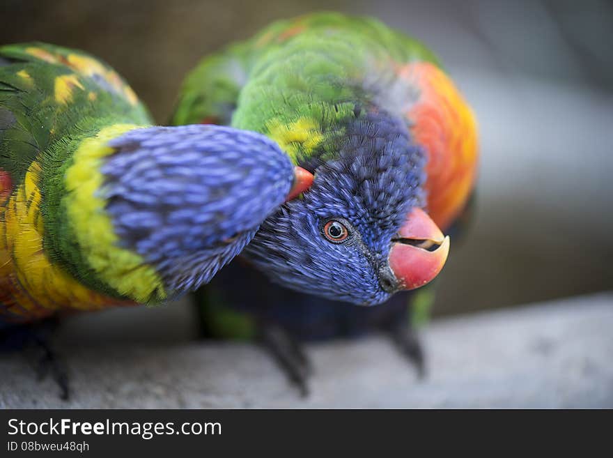 Lories cuddling on a branch