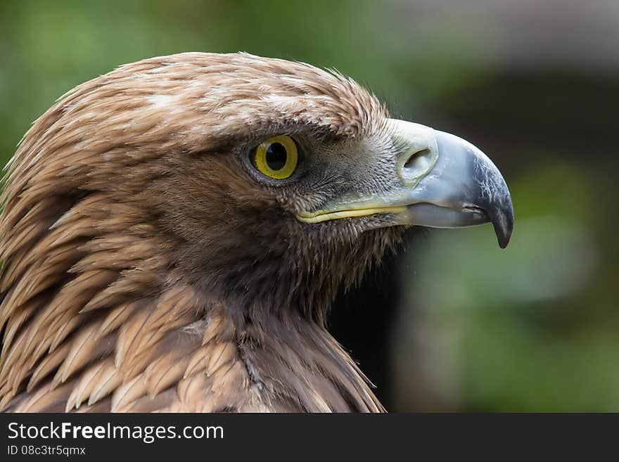 Golden eagle