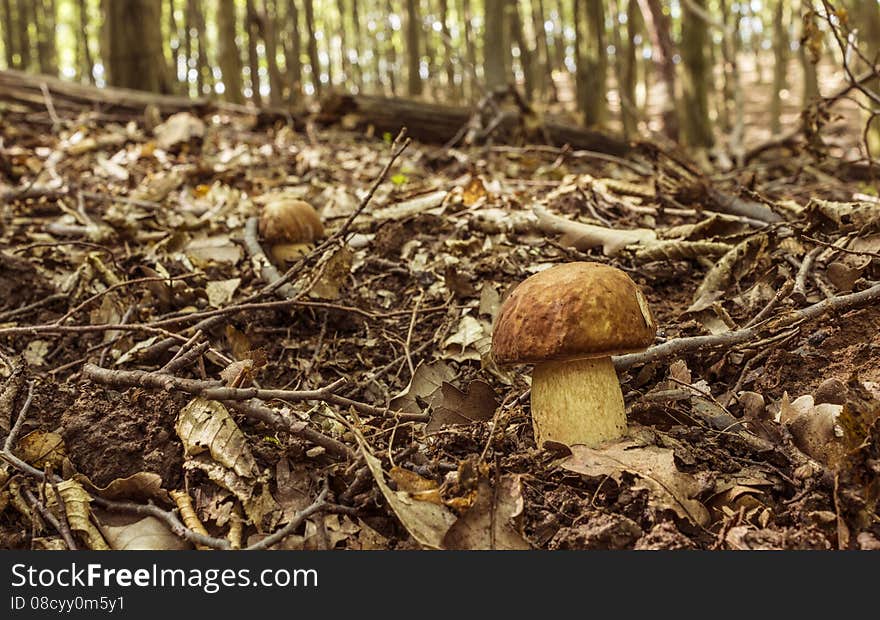 Two Boletus reticulatus.