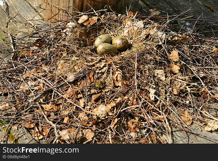 Bird's nest on a wooden platform. Bird's nest on a wooden platform