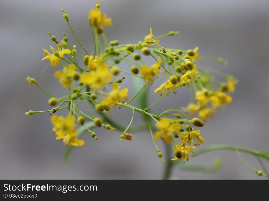 Yellow inflorescence of small flowers. Yellow inflorescence of small flowers