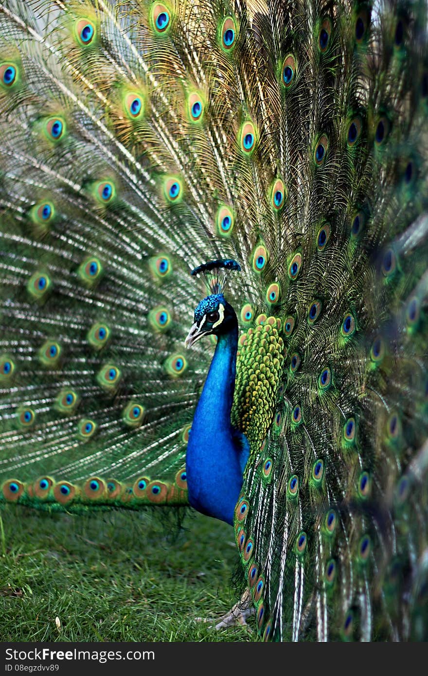 Majestic peacock walked in the castle garden