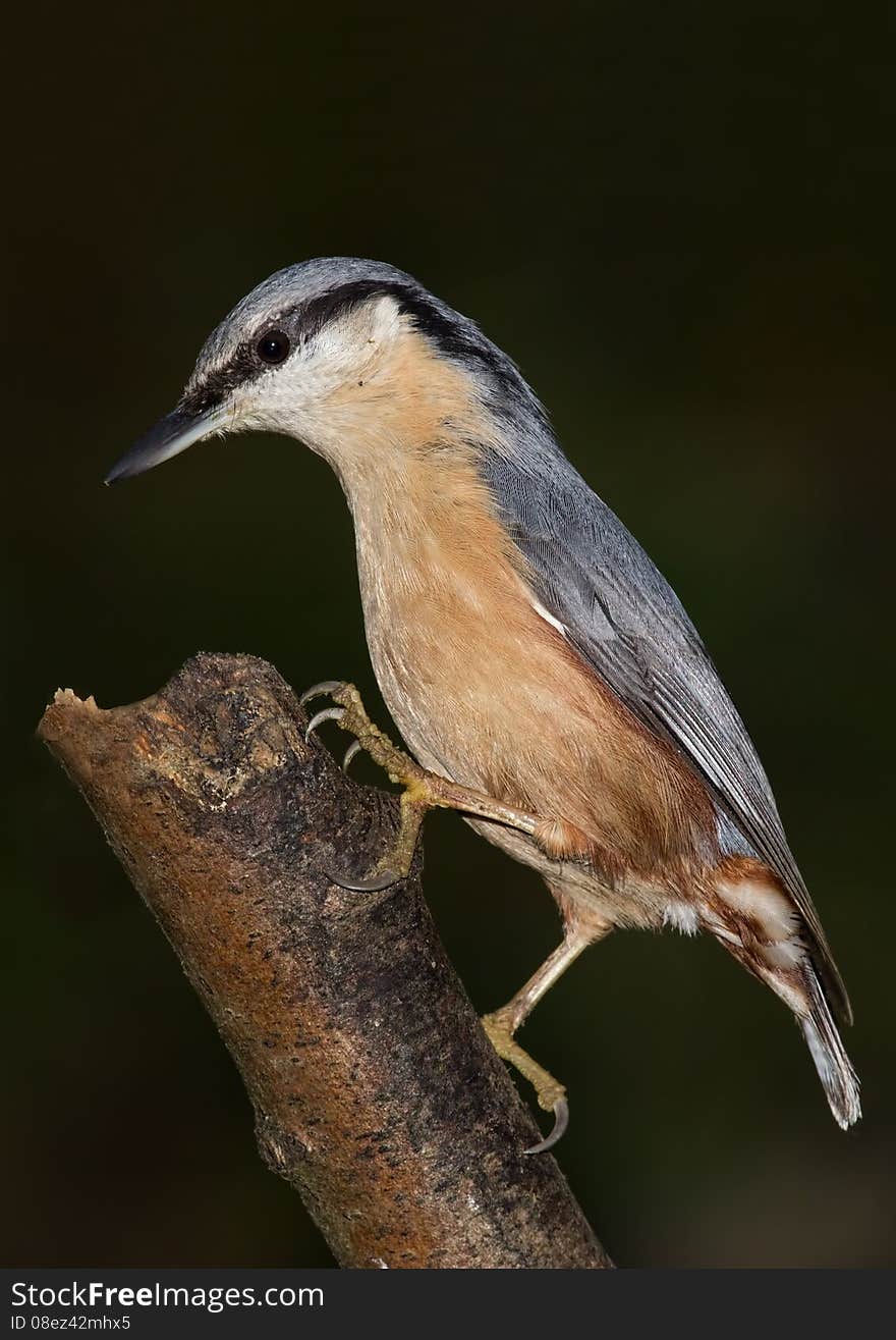 An upright detailed and close up photograph of a nuthatch on a branch and looking alert. Beautiful detail in feathers and beak