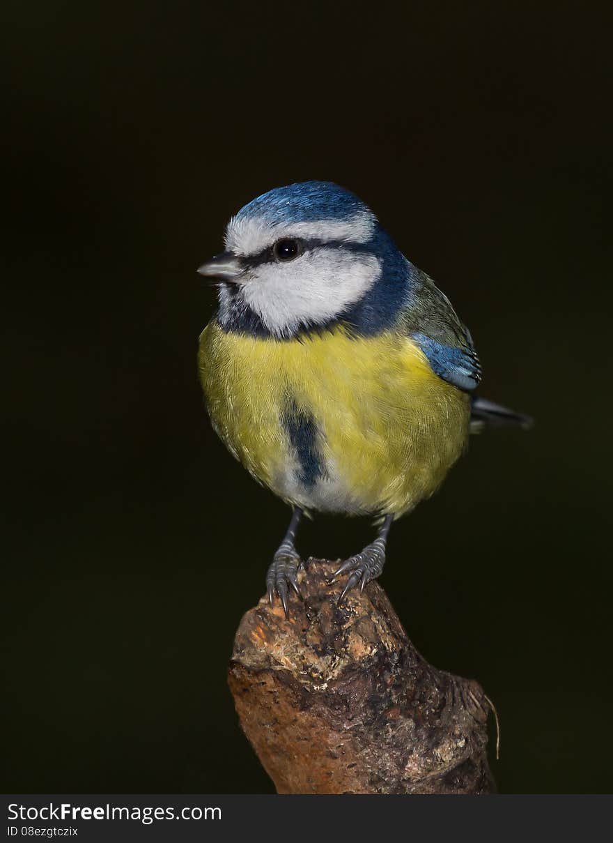 An upright detailed and close up photograph of a blue tit on a branch and looking alert. Beautiful detail in feathers and beak