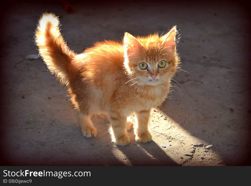 Ginger kitten