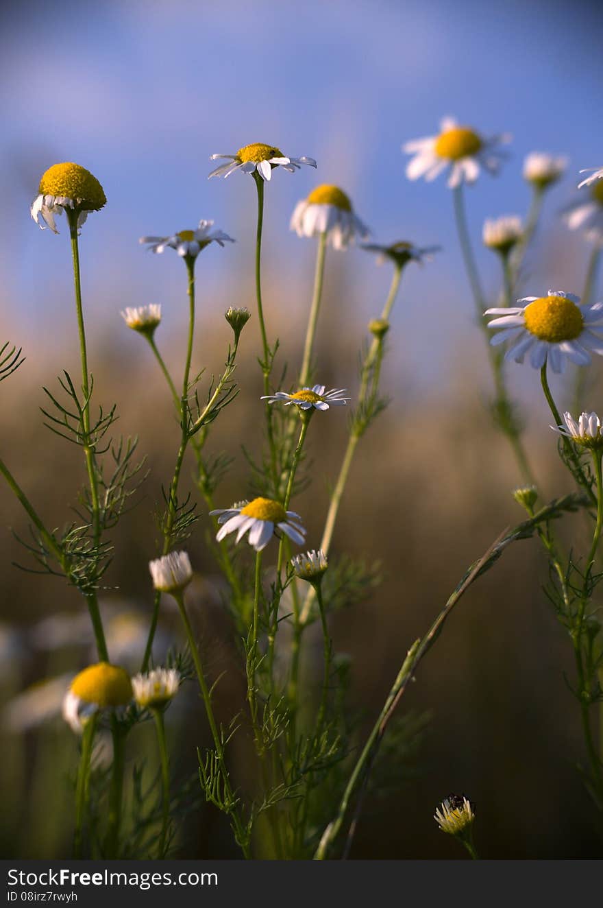 Chamomile grew at the edge of field